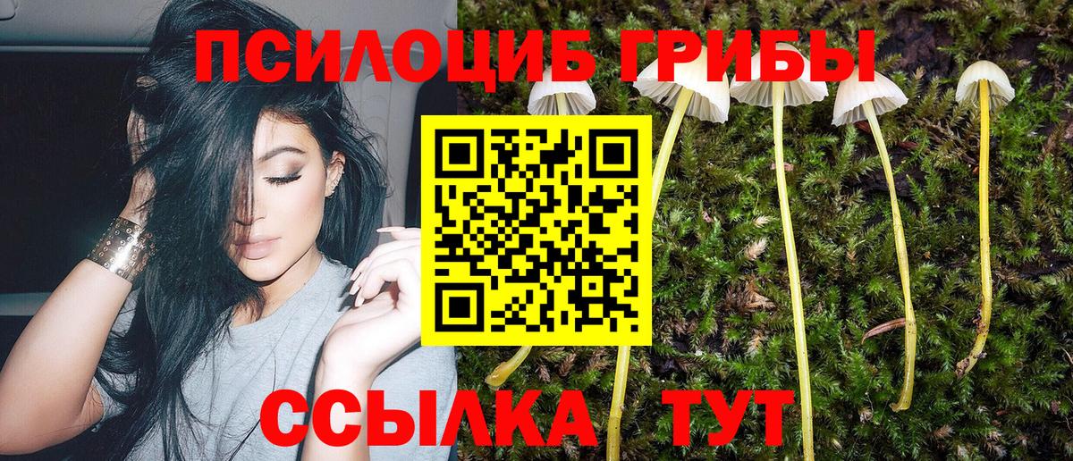 Дальнегорск  Псилоцибиновые грибы Psilocybine cubensis  Вход с VPN 
